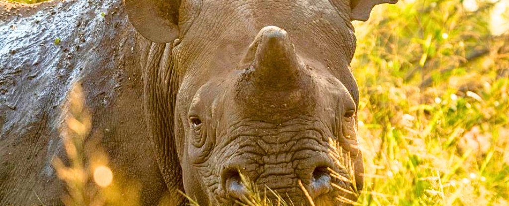 Featured image for Dehorning Rhinos Significantly Reduces Poaching and Saves Lives
