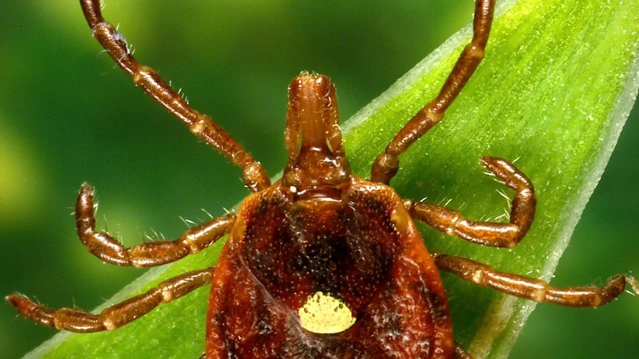 Tick-borne diseases on the rise, including incurable meat allergy.