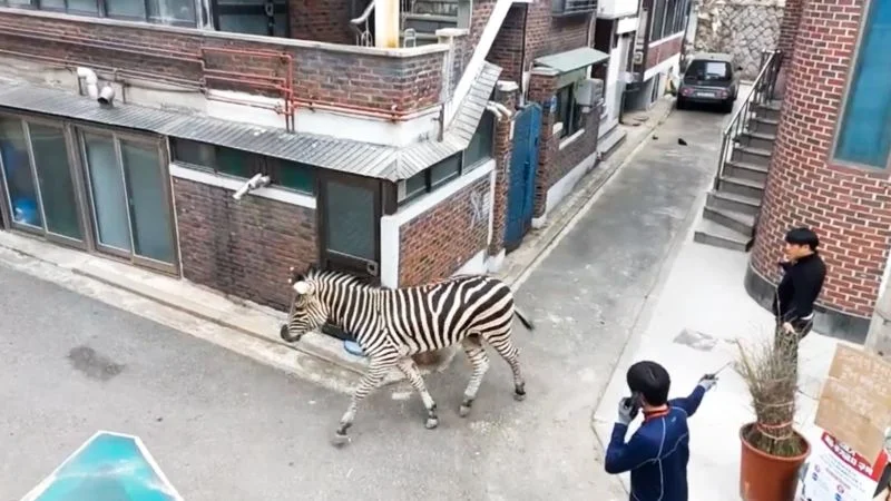 Seoul Zoo's Zebra Escapes and Causes Chaos in the City