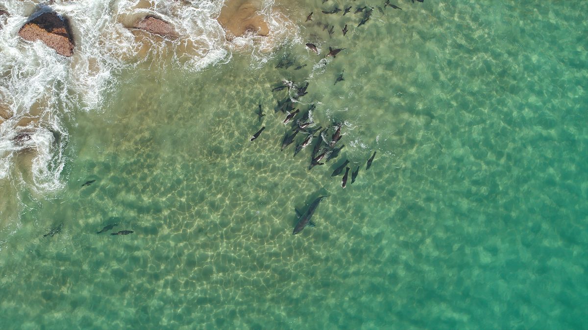 Featured image for "Unbelievable Footage: Seals Gang Up on Great White Shark in Epic Encounter"