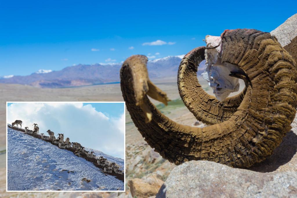 Featured image for "Ranch Owner Admits to Breeding Giant Hybrid Sheep for Captive Hunting"