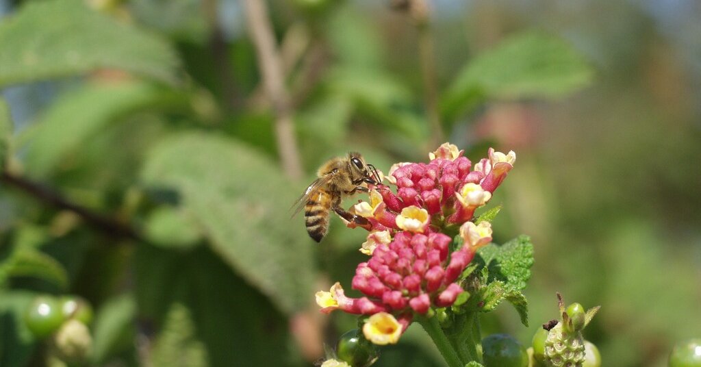 Featured image for "Spelling Bee Answers for January 5-8, 2024"