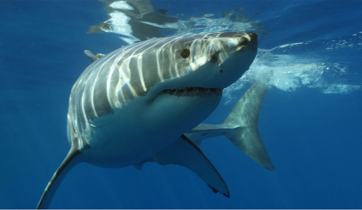 Featured image for "Groundbreaking Study Confirms Juvenile Great Whites Pose No Threat to Humans"
