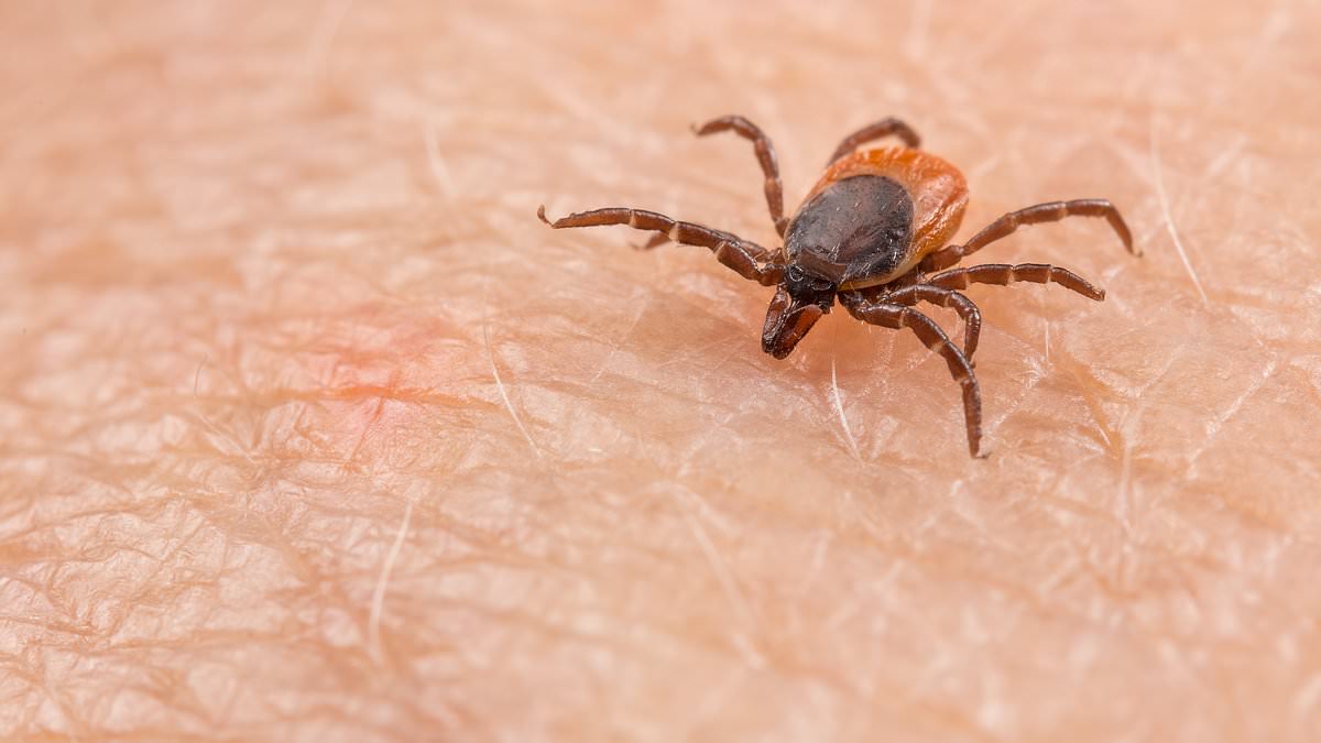 Featured image for Tick Season: Essential Tips to Safeguard Yourself, Kids, and Dogs from Lyme Disease