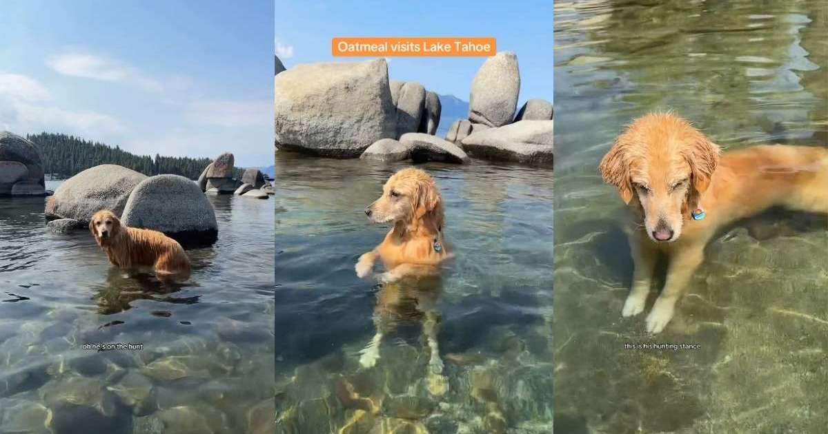 Featured image for Golden Retriever's Hunting Stance at Lake Wins Fans' Praise