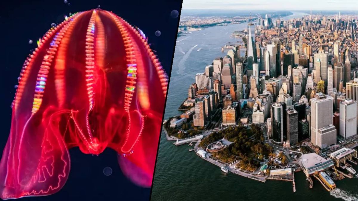 Unraveling the Mysteries of Sinking Cities and the Tree of Life.