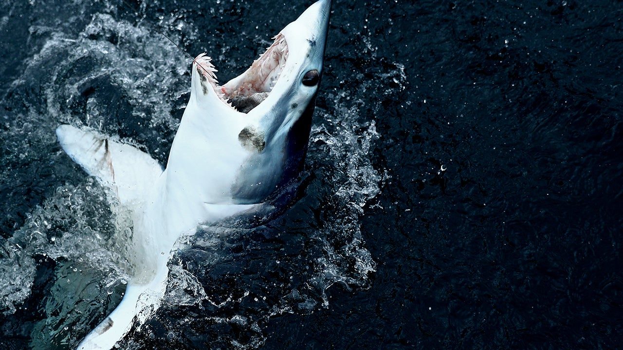 Featured image for "Revealing the True Shape of Megalodons: New Study Challenges Previous Beliefs"