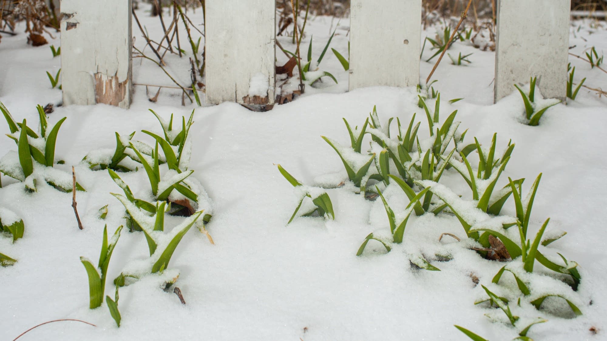 "Blizzard Warnings: Heavy Snow Threatens Northern Plains and Midwest"