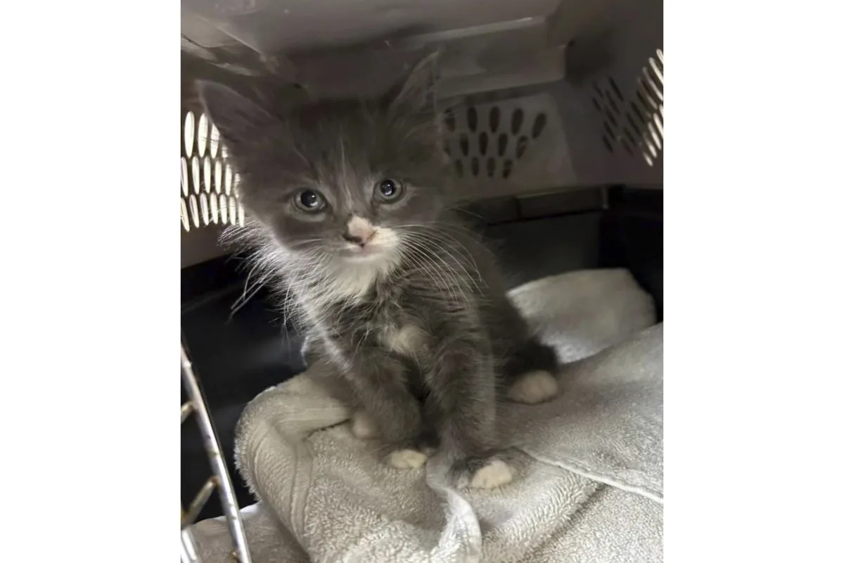 Stolen car crash reveals suspect's cat as Connecticut kitten mystery is solved