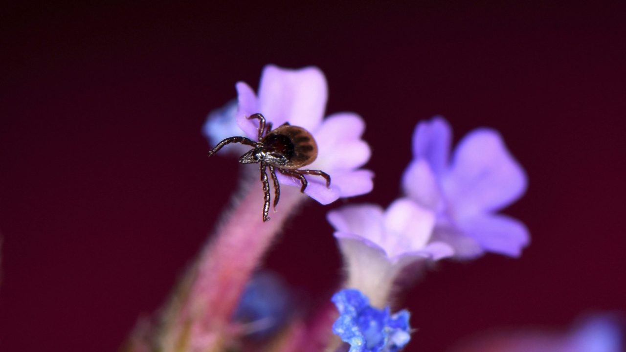 Featured image for The Electrifying Strategy of Ticks: Using Static Electricity to Land on Humans and Animals