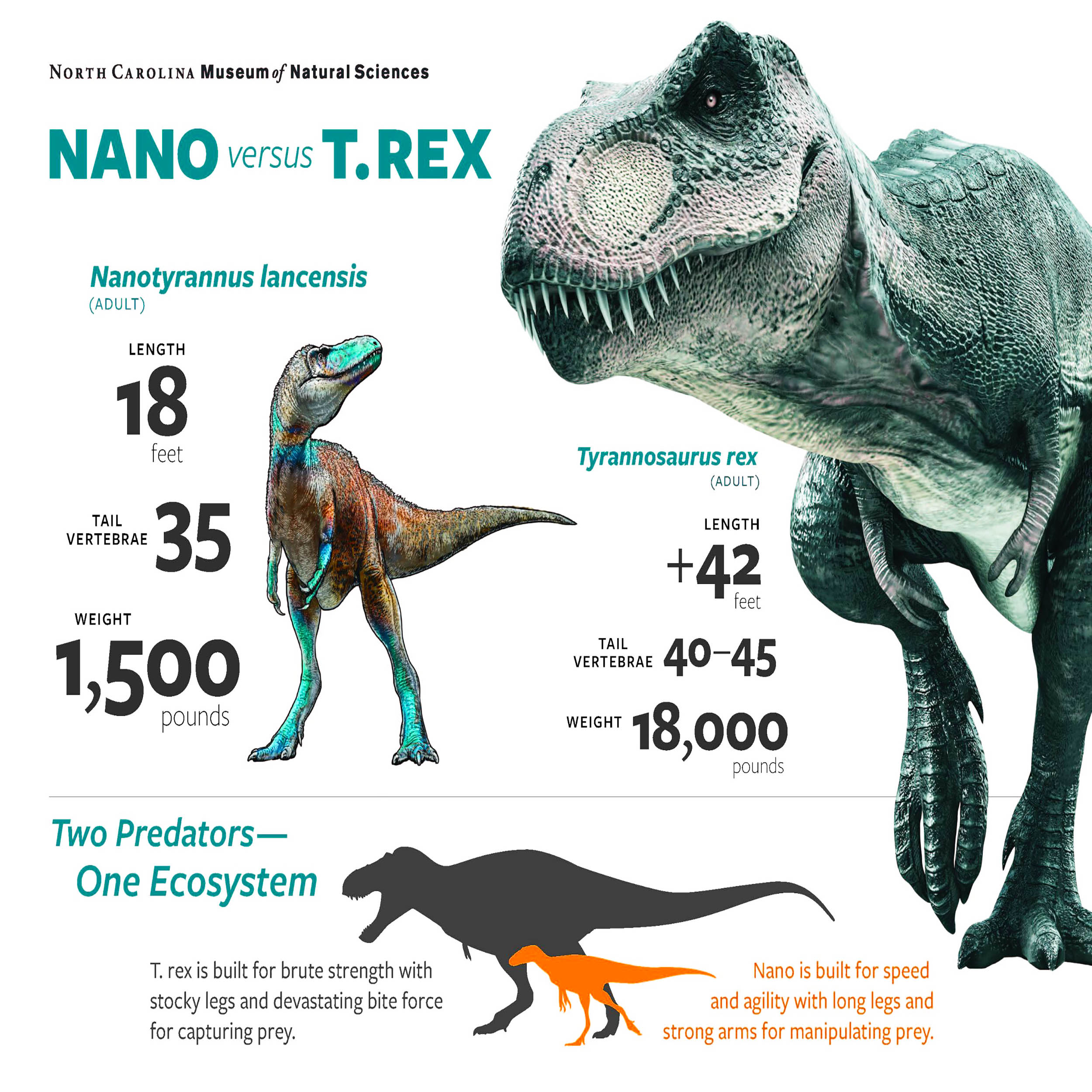 Featured image for New Discoveries Rewrite T. rex History and Reveal a Rival Species