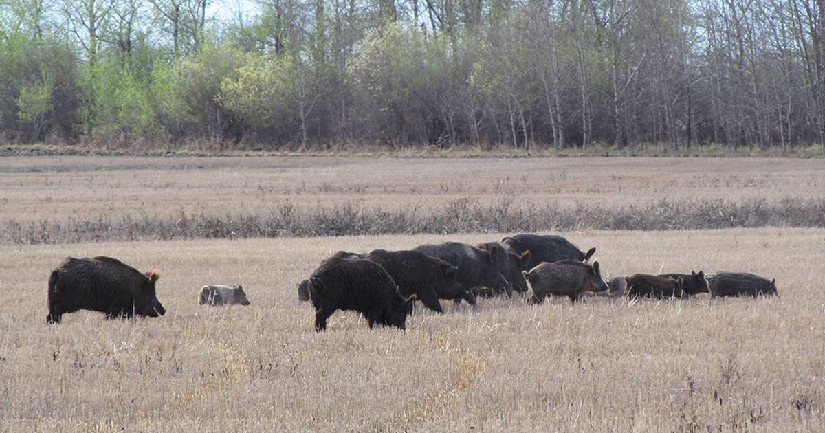 Canada's 'Super Pigs' Pose Invasive Threat to US