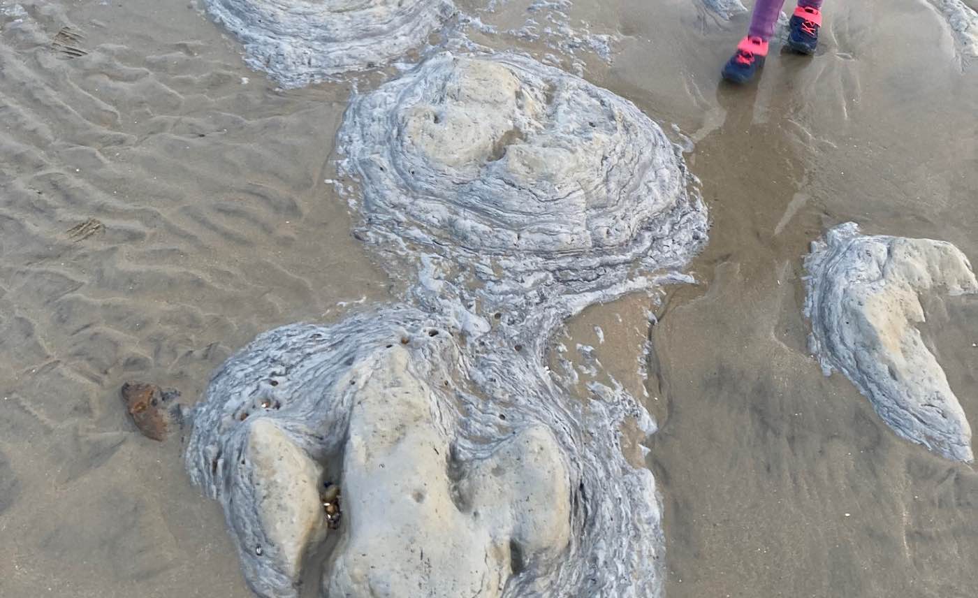 Featured image for "Family Stumbles Upon 8 Massive Dinosaur Footprints on Eroded Beach"
