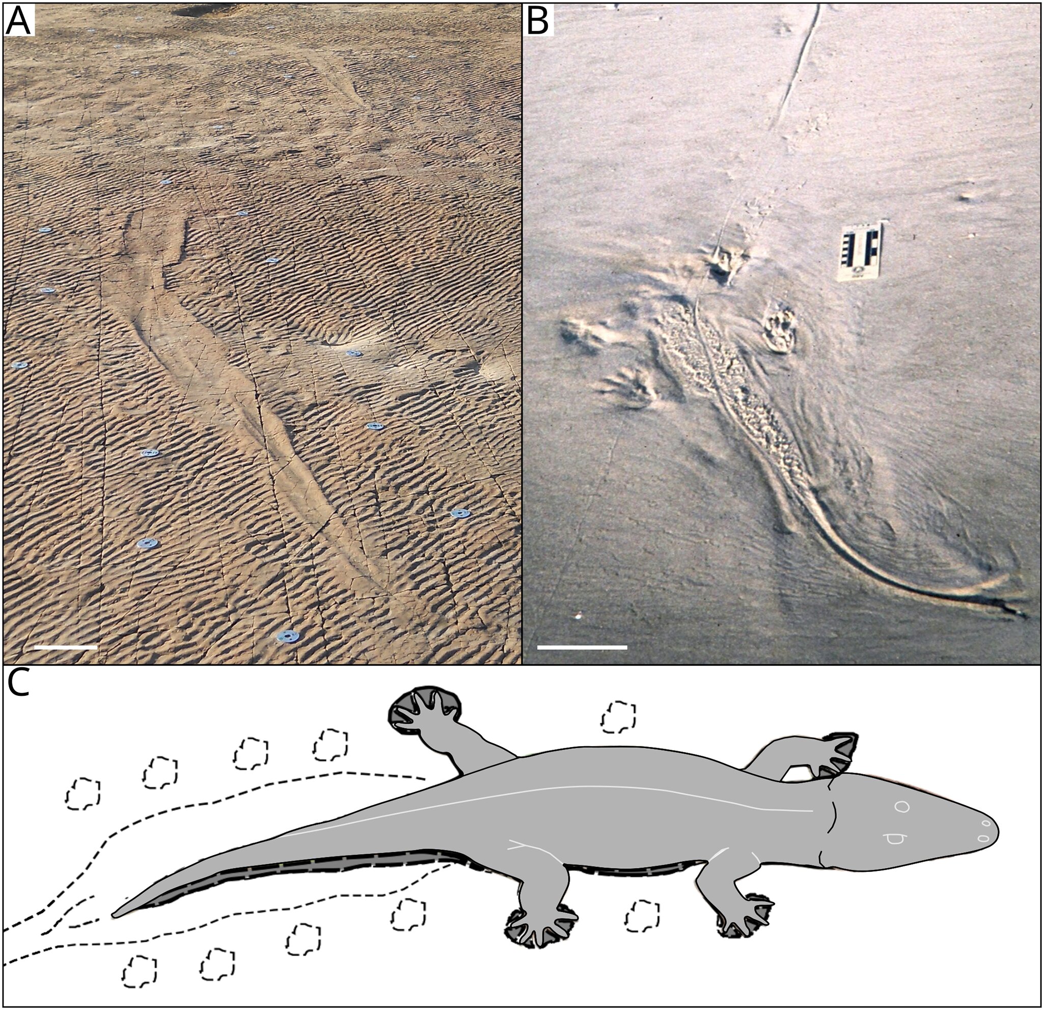 Featured image for Giant ancient amphibians swam like modern crocodiles, new study finds.