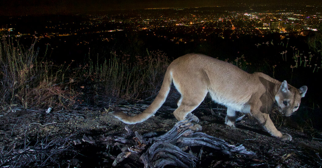Fatal Mountain Lion Attack Leaves One Dead and Another Injured in California