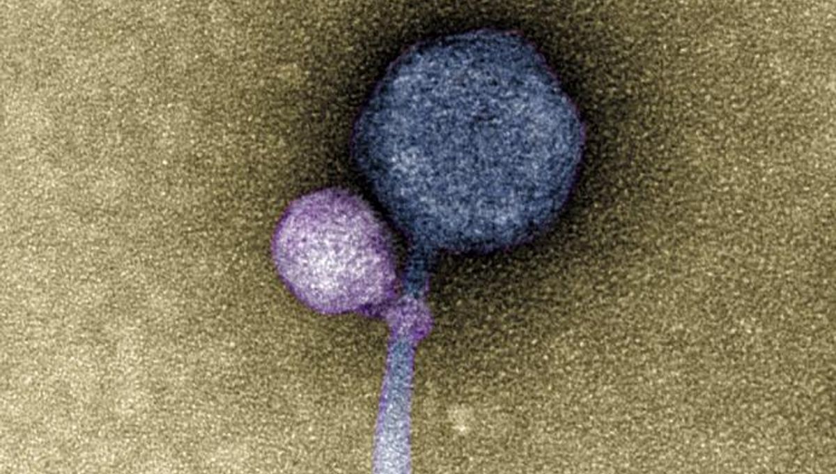 Featured image for Vampire Viruses: Unveiling the First-ever Virus-on-Virus Attachment