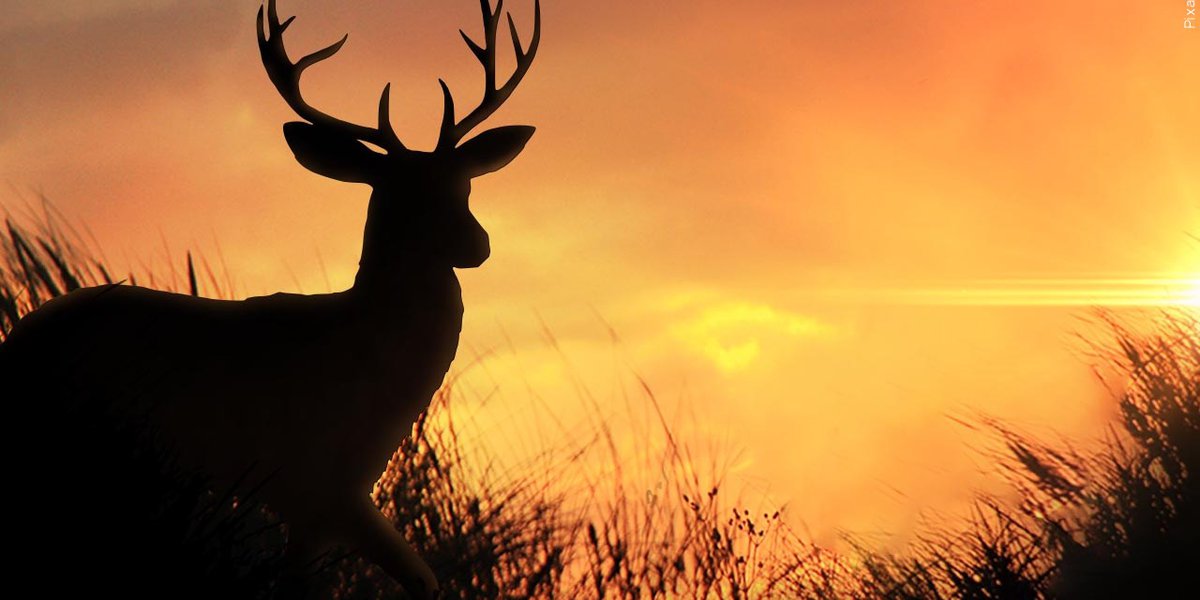 Featured image for Texas Judge Blocks TPWD Order Requiring Deer Breeders to Cull Herd Due to Chronic Wasting Disease