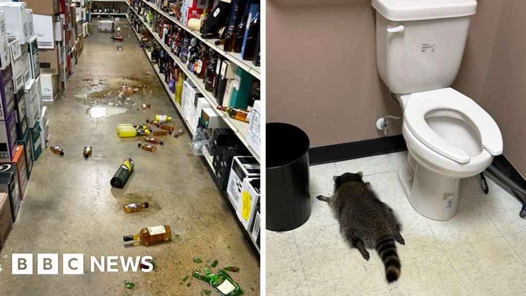 Featured image for Drunk Raccoon Passes Out in Liquor Store Bathroom After Ransacking