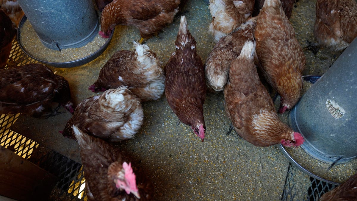 Massive Bird Flu Outbreak Claims Nearly 1 Million Chickens in Minnesota and Iowa