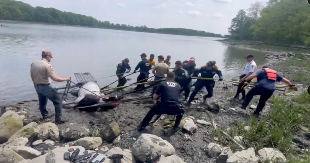 NYPD rescues horse from drowning in Bronx beach.
