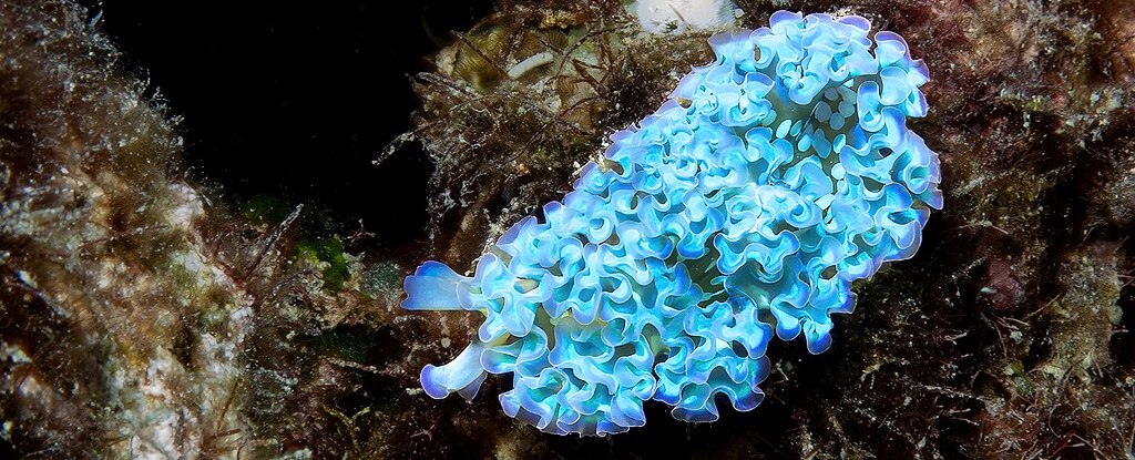 Featured image for Sea Slugs Acquire Powers by Stealing Body Parts from Prey