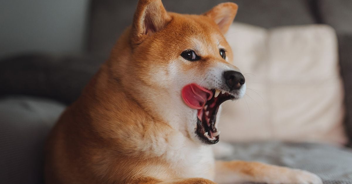 Featured image for Shiba Inu's Shibarium Launch Sparks Token Dip, But SHIB Burns Up 64%