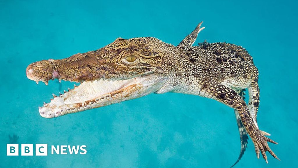 Man Escapes Crocodile Attack at Australian Resort