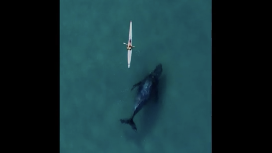 Drone captures curious humpback whale near kayaker in Australia.