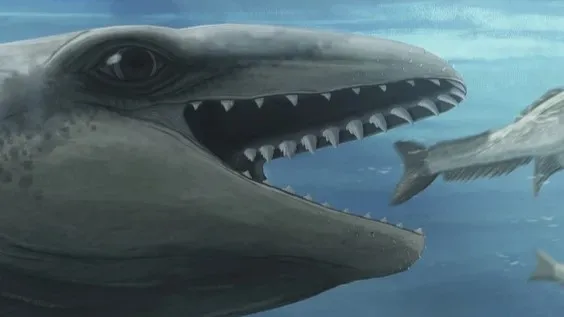 Featured image for Ancient 'Deceptively Cute' Whale with Shark-Like Features Discovered in Australia