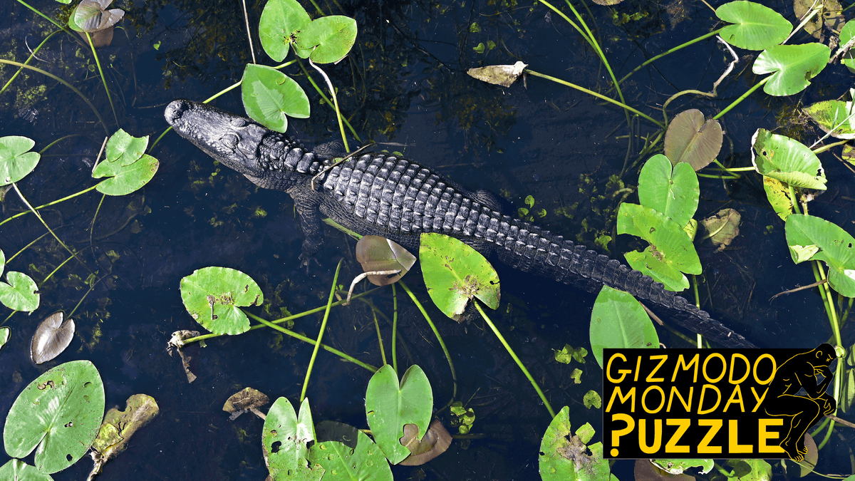 Featured image for Psychology Test Stumps Majority of Participants: Gizmodo Puzzle Results.