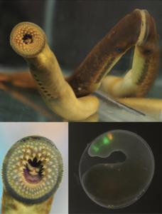 "Sea Lamprey: Surprising Similarities in Brain Development with Humans"