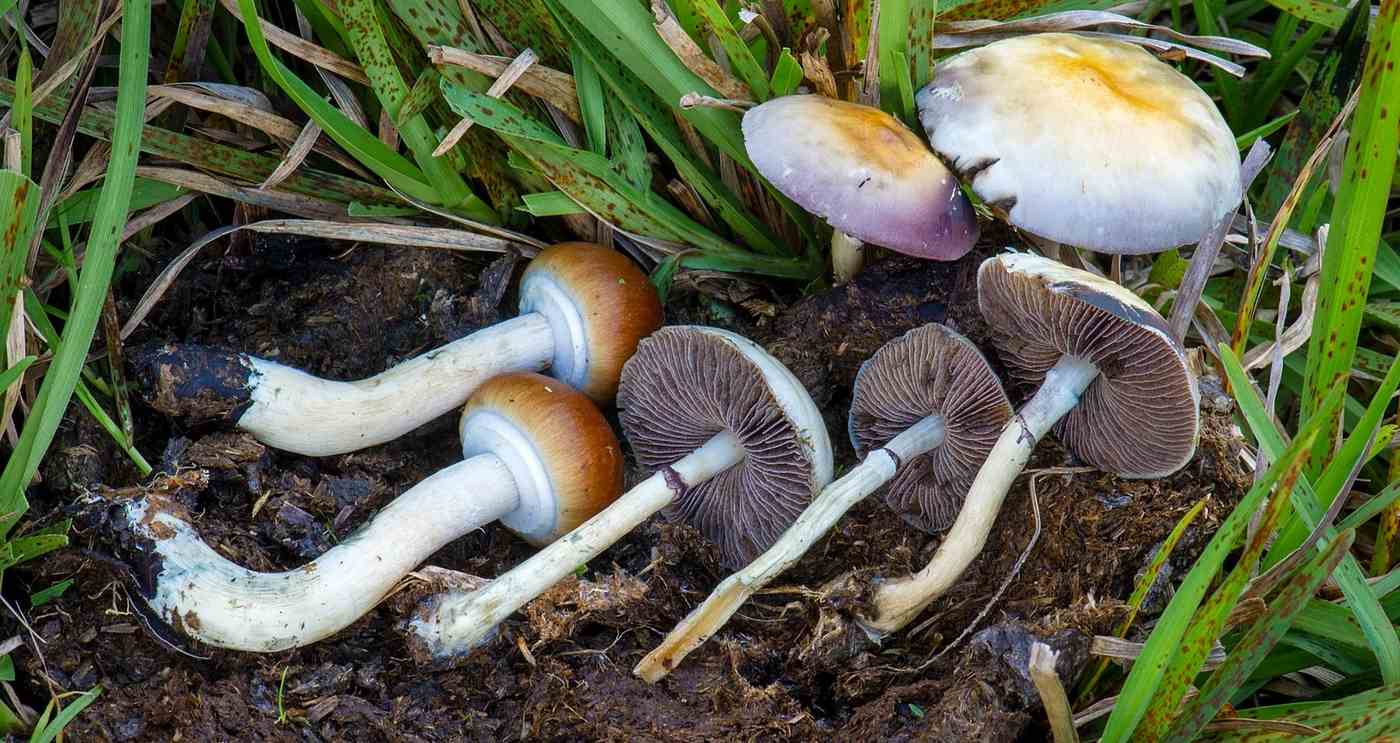 Featured image for Psychedelic Mushrooms Show Promise in Reversing Aging and Extending Lifespan