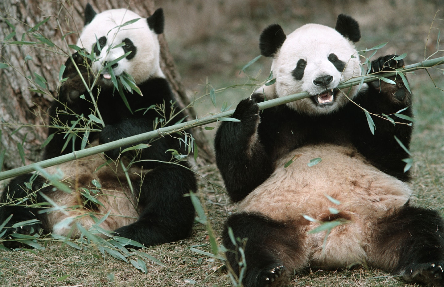 Featured image for DC Pandas Return to China Earlier Than Expected: The Art of Panda Diplomacy