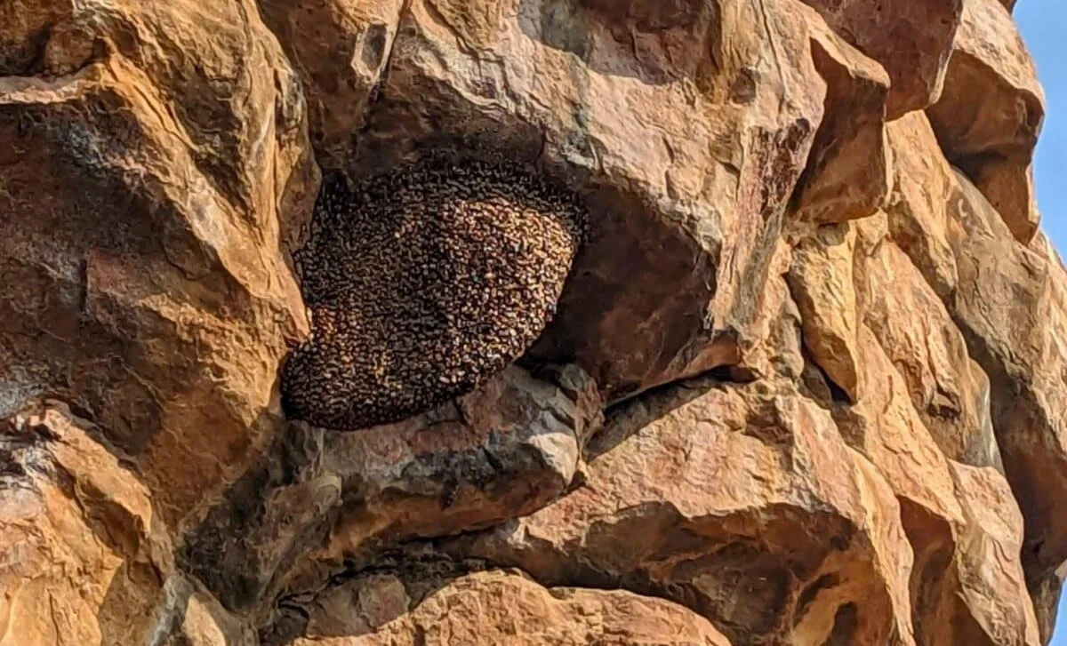 Researchers Discover the 550-Million-Year-Old Fossil Was a Hoax