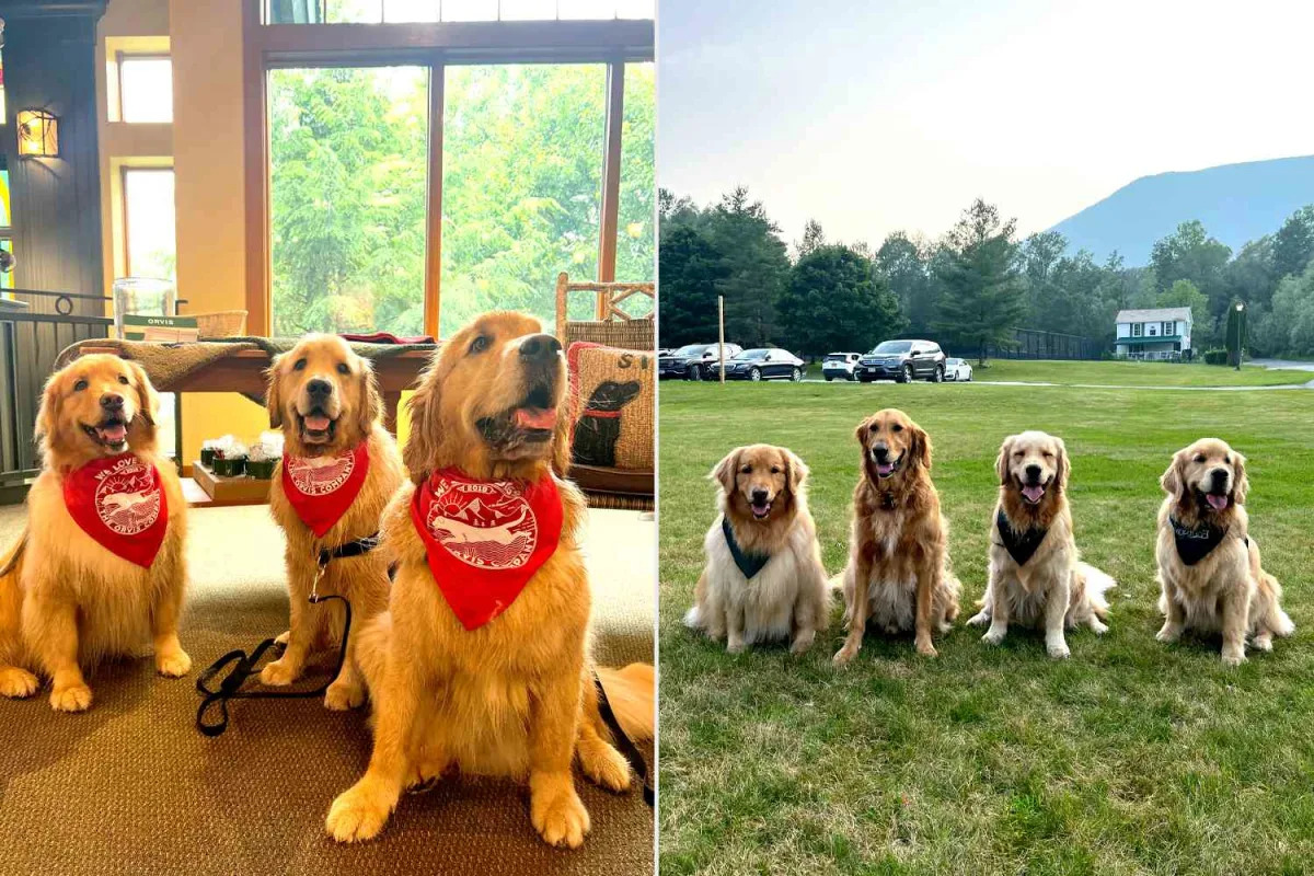 Featured image for "Vermont's 'Golden Getaway Weekend' Unleashes Forest Fun for Golden Retrievers"
