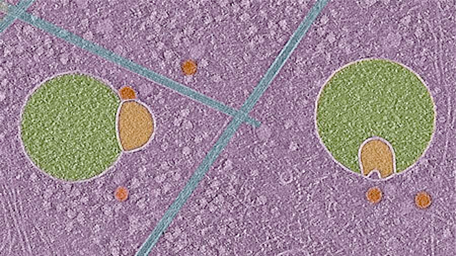 Featured image for Scientists Discover New Cellular Structure Essential for Cell Function