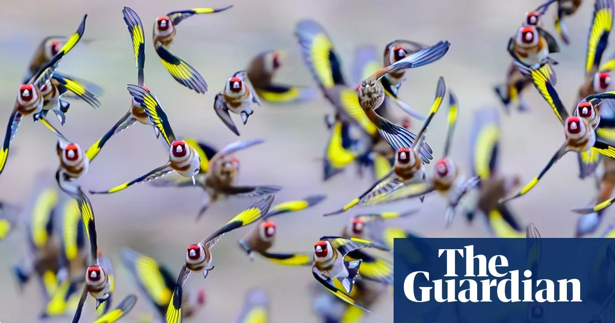 Cuddly sloths, frozen iguanas and a plump seal top this week's wildlife photos