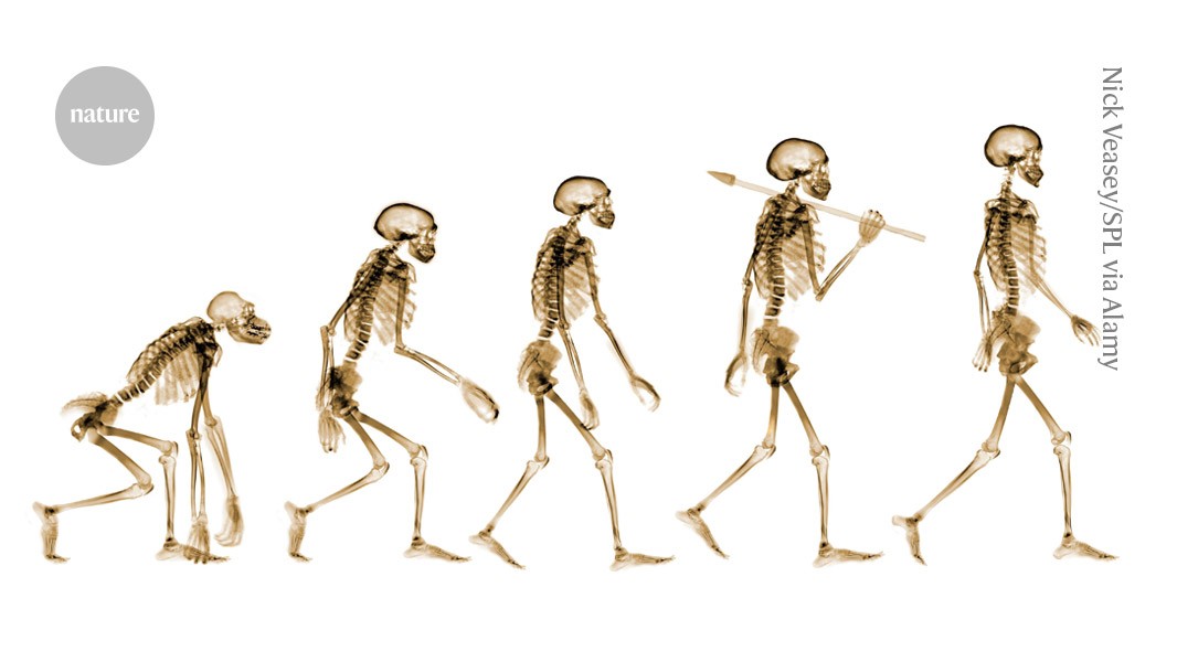 Featured image for Key Discoveries on How Human Ancestors Evolved Upright Walking