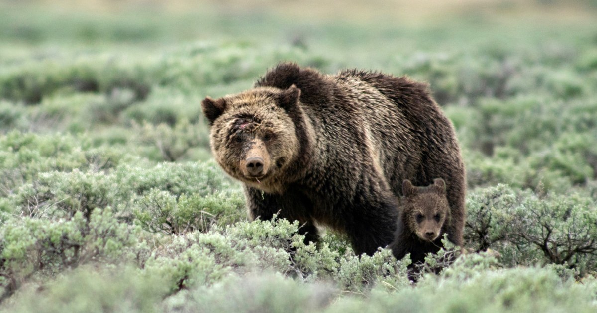 Fatal Grizzly Bear Encounter Claims Woman's Life near Yellowstone National Park
