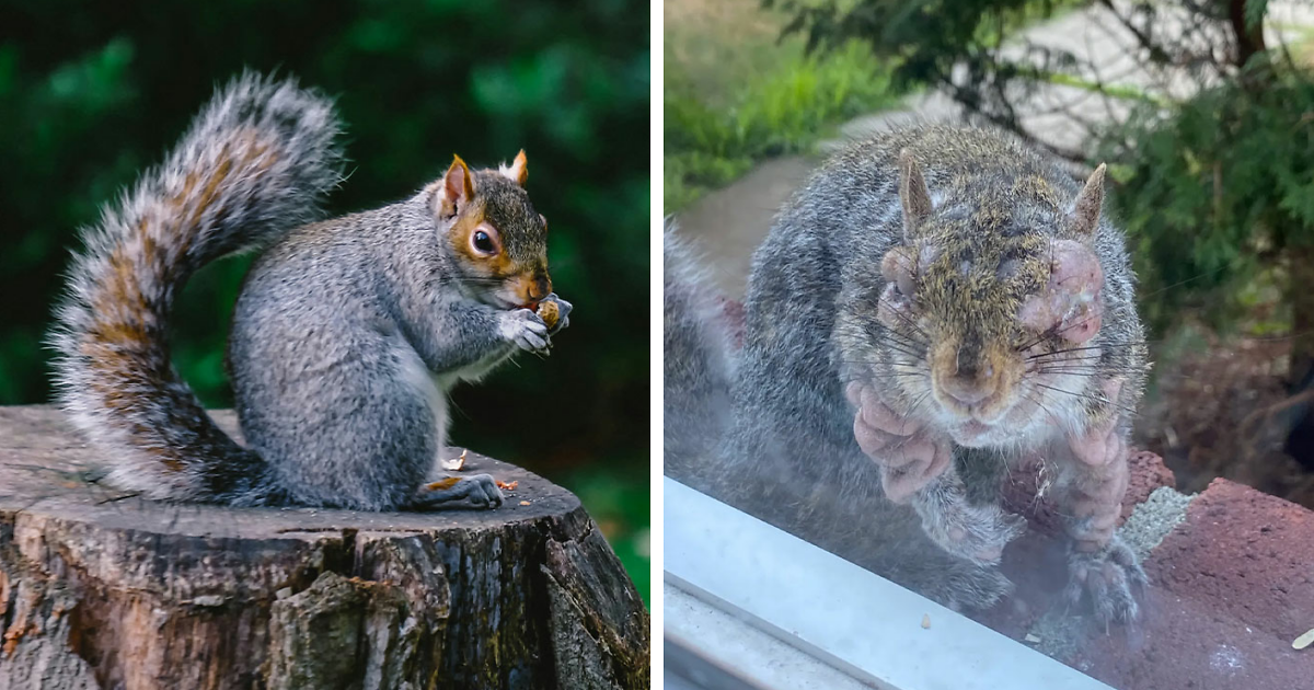 Featured image for Zombie Squirrels with Oozing Flesh Terrorize US Backyards