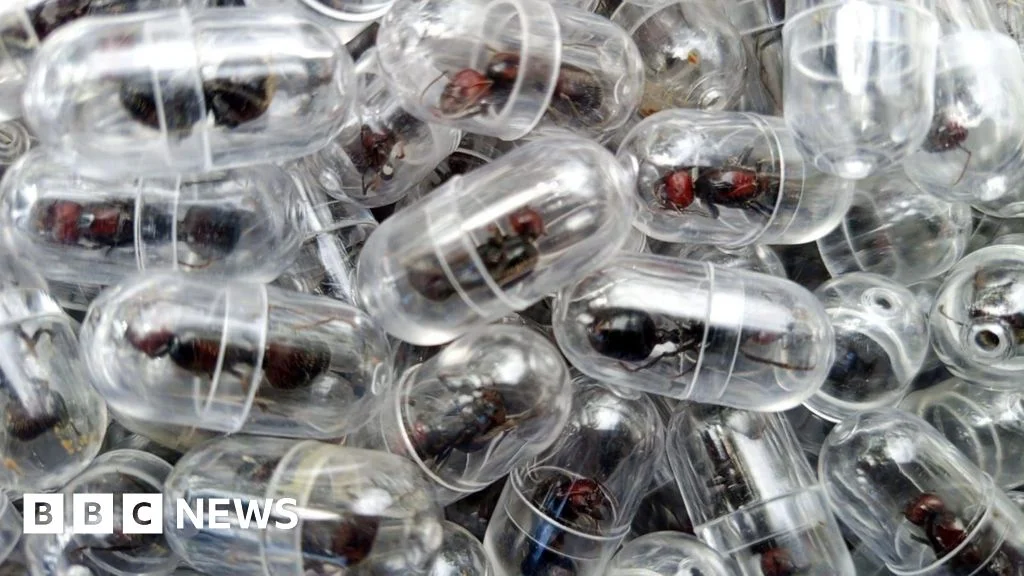 Kenya detains Chinese national over plan to smuggle 2,248 queen garden ants