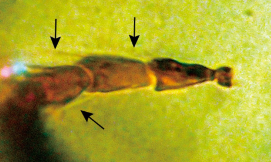 "Fairy-Like Creature Found Preserved in Amber Reveals New Enigmatic Species"