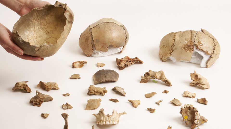 Featured image for Ancient Europeans practiced cannibalistic funeral rituals, study reveals