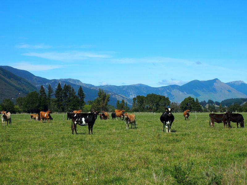 New Zealand Implements Ban on Livestock Shipping.