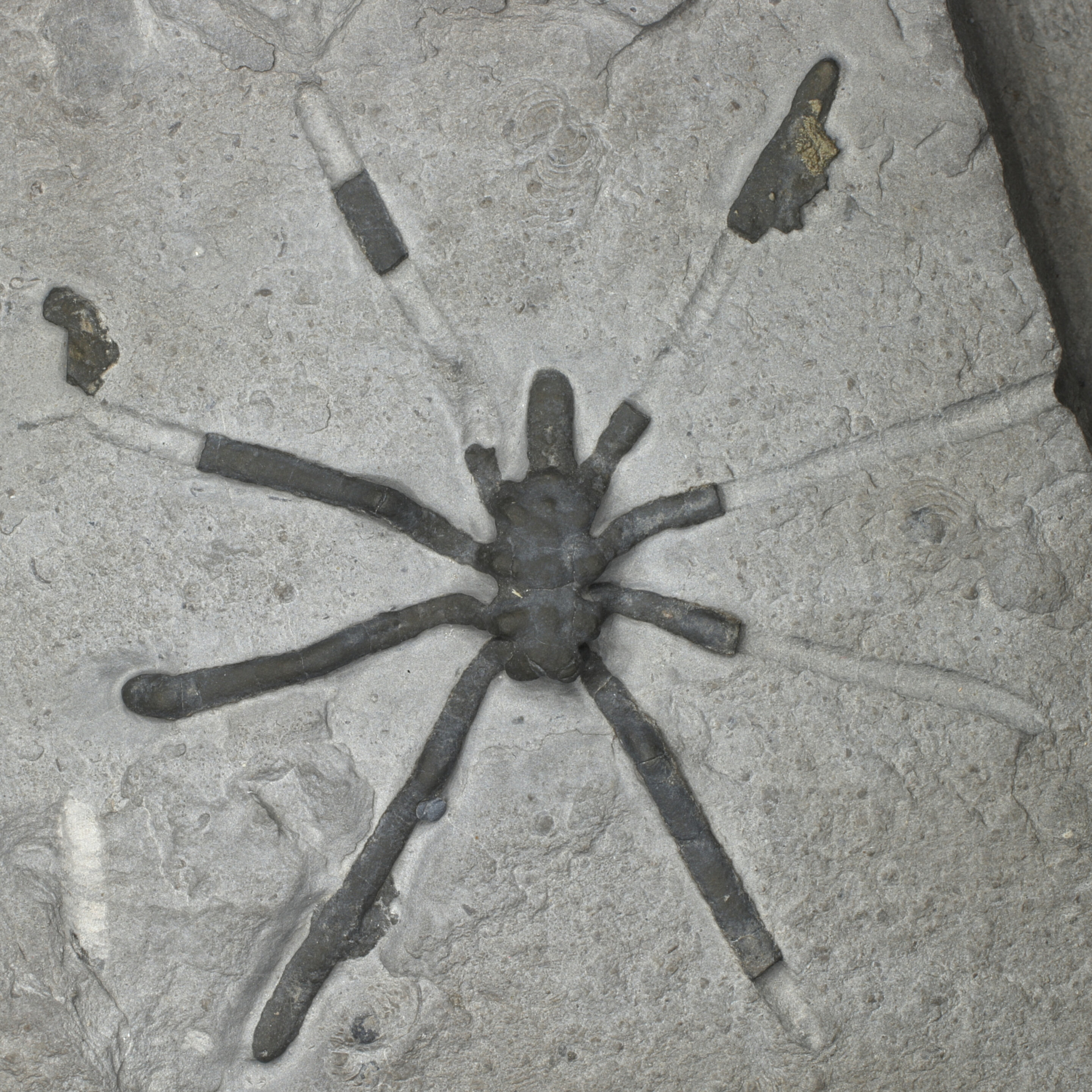 Featured image for Jurassic Era Marks Sea Spider's Diversification, Study Reveals