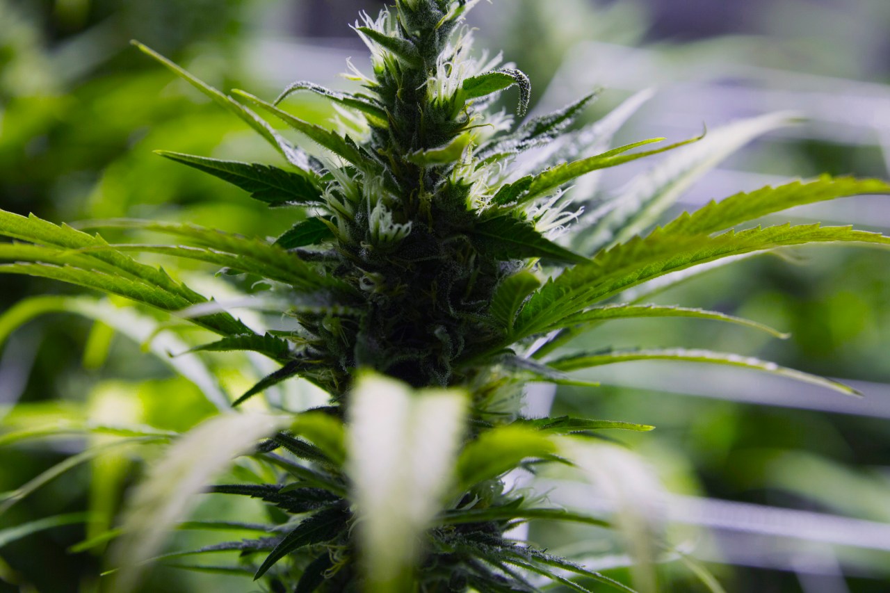 Florida Supreme Court to Decide Fate of Recreational Marijuana Ballot Initiative