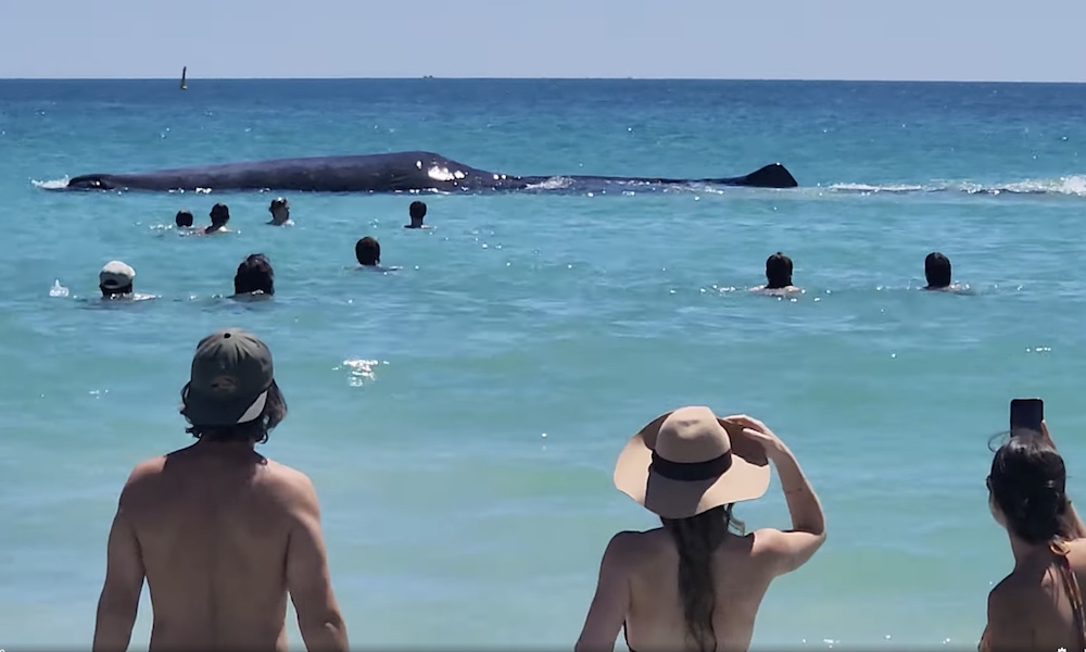 Featured image for Whale Wows Beachgoers with Close Encounter at Perth's Port Beach