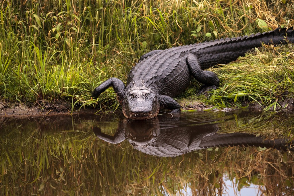 "Florida Alligator's Grisly Discovery: Human Body Found in Its Jaws"