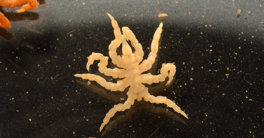 Featured image for Sea Spiders Missing Key Body Part and Gene, Study Finds