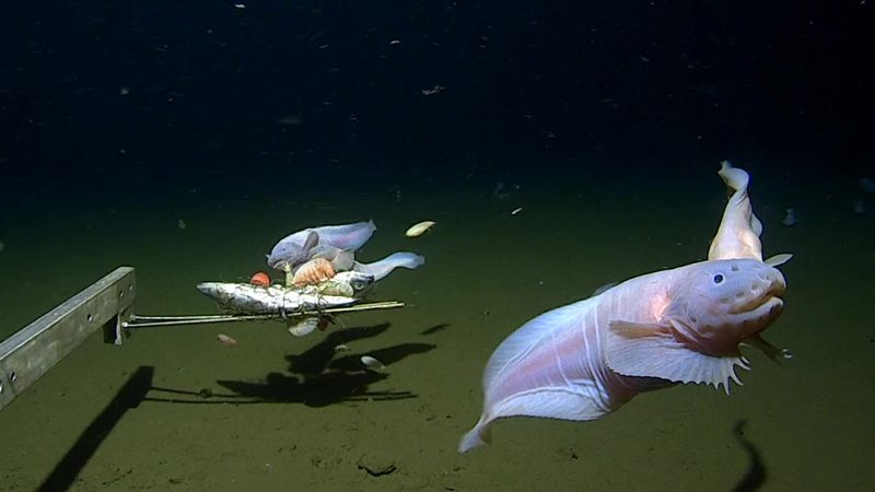"Record-breaking deep sea fish filmed off Japan's coast"
